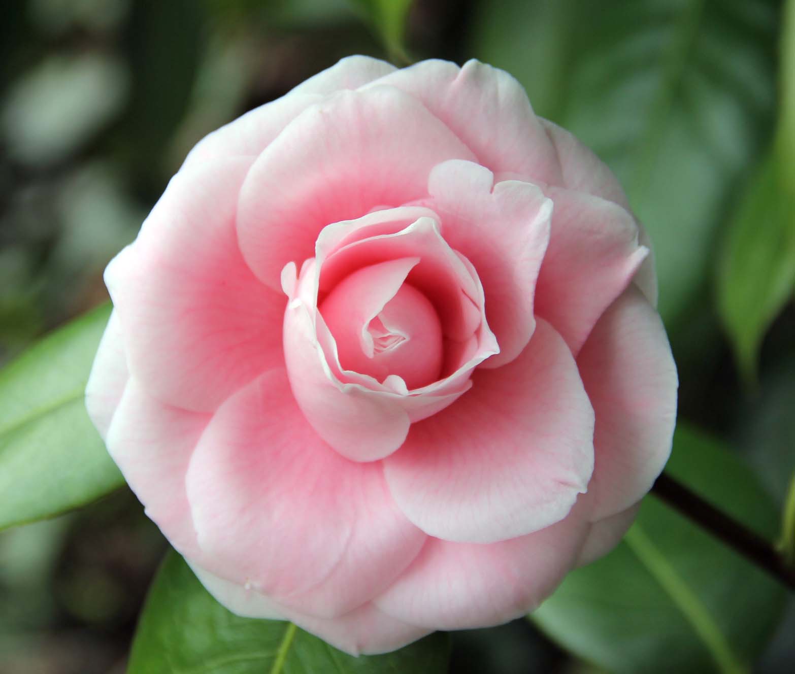 Camellia Flower