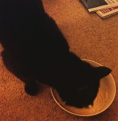 Picture of Imogen's cat enjoying the smoked fish chowder 