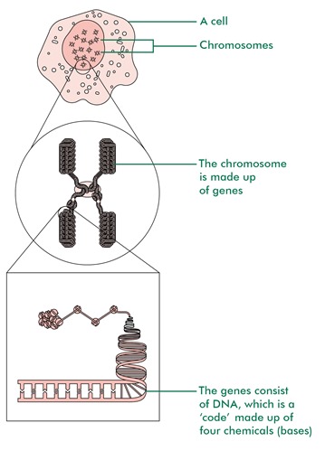 Image showing how a cell contains chromosomes, which are made up of genes, which contain DNA