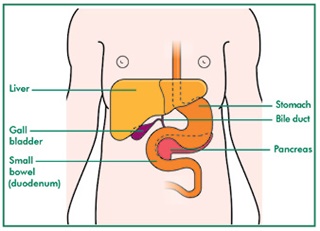 Illustration showing the position of the pancreas