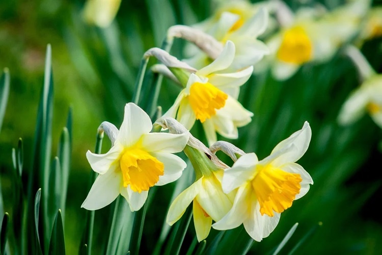 An image of daffodils growing in nature