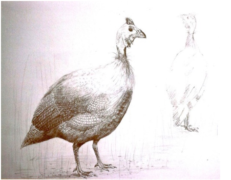  A pencil sketch of a guinea fowl, with another guinea fowl in the backgrouns