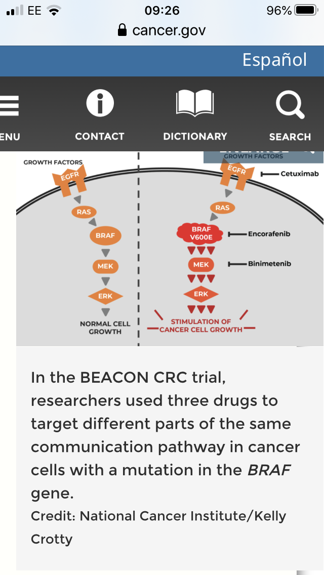 Diagnosis Braf mutant colorectal - Bowel (Colon and Rectum ...