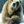 GBear