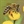 Beesuit