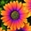 Daisy79