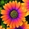 Daisy79