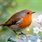 Robin27