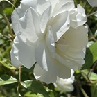 jane2511