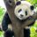 Panda75