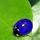 Blue Ladybird