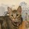 Kitty.cs