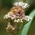 Dormouse