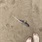 B821565d520