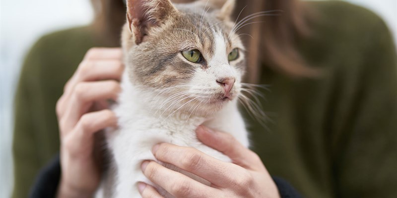 5 tips for pet care during cancer treatment