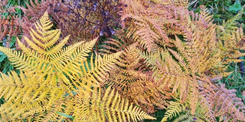 Join the Autumn spotting festival 2026