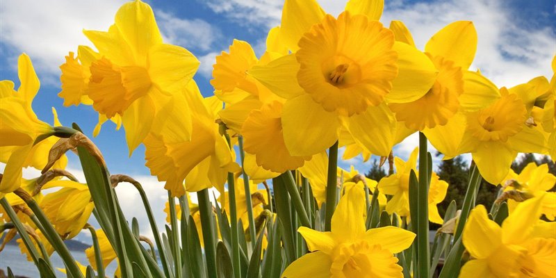 Spring into our Online Community Quiz