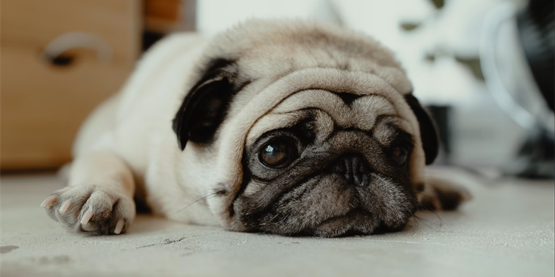 Awake and up all night? Get emotional support around the clock!