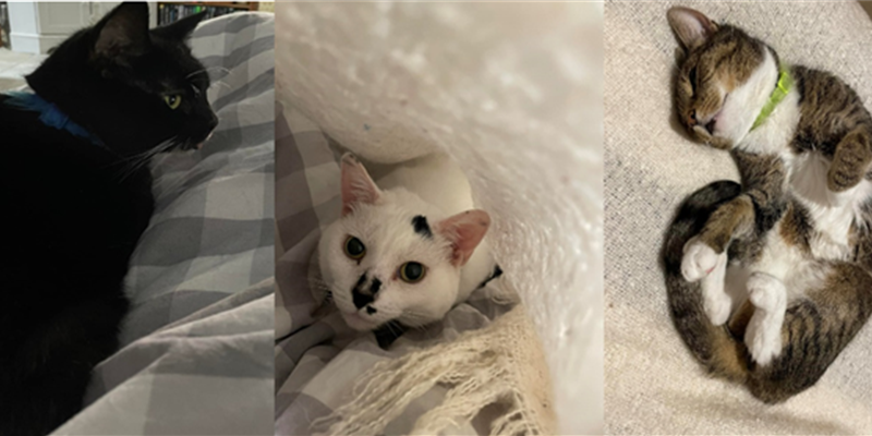 The importance of our pets during our cancer journey- Jane's story