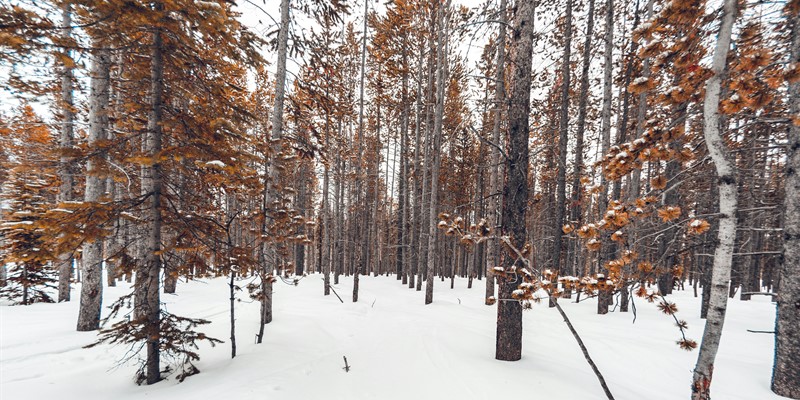 Winter Picture Festival 2024