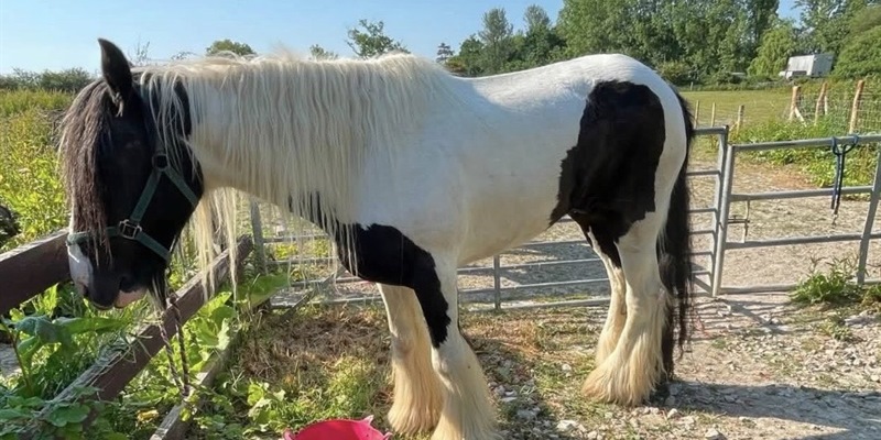 Post 495: Sally loses a four-legged friend.