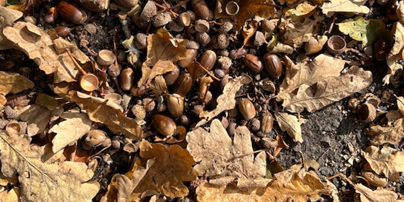 Post 186: Lovely Flowers and a Lost Week.