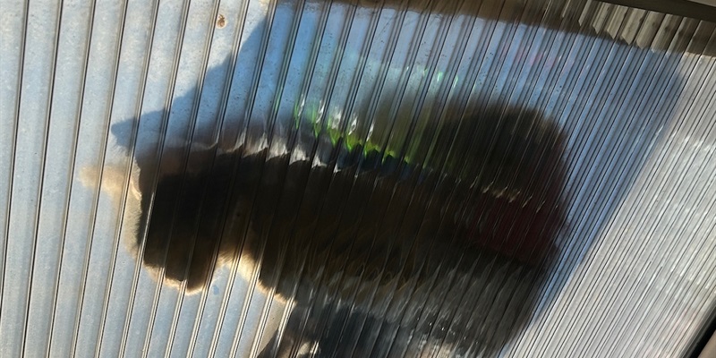 Post 218: Pains for My Sins