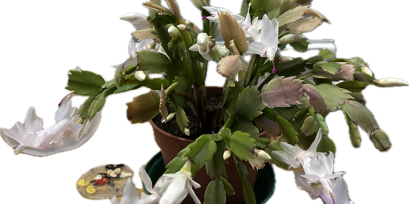 Post 225: The goose is getting fat.