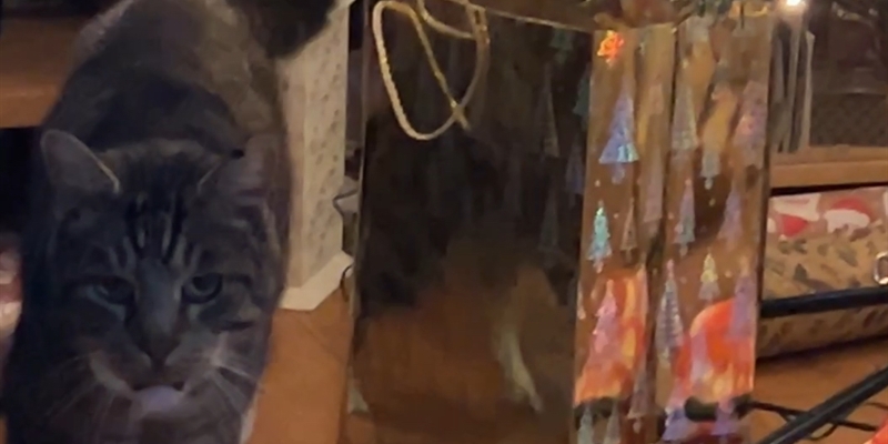 Post 242: In bed mostly while presents were wrapped.