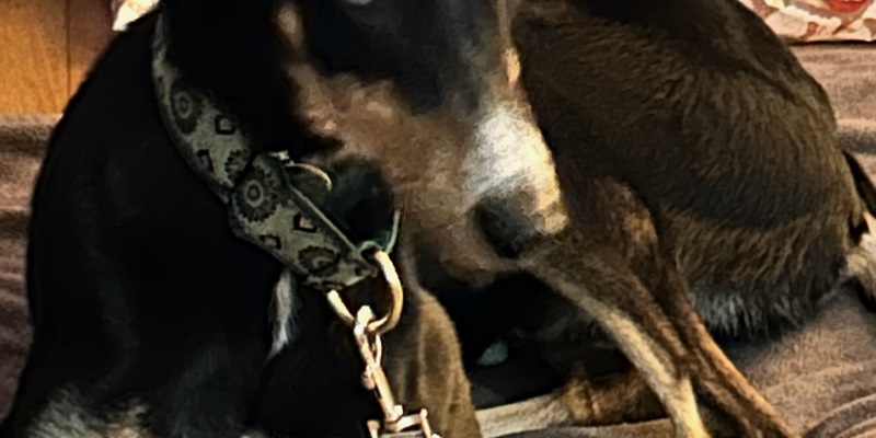 Post 244: An unexpected guest.