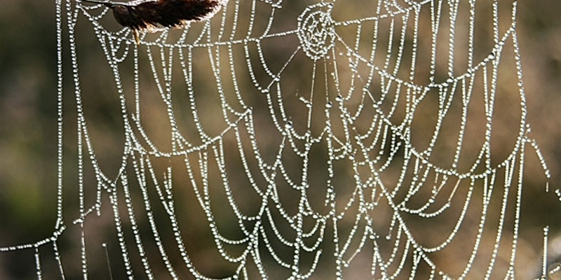 Post 260: It’s -4 out so I’ll stay in bed.