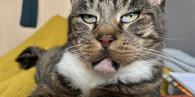 Post 263: Blue badge blues.