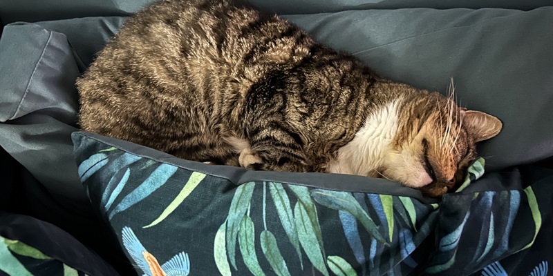 Post 292: Three miles this week and lovely flowers, lovey people.