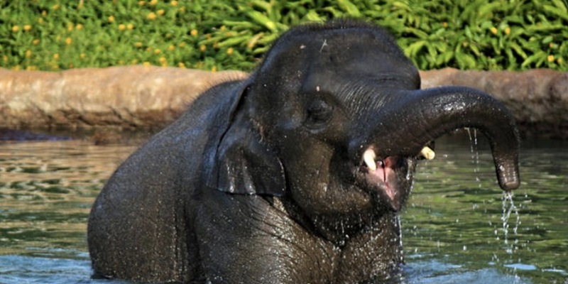 Post 294: My elephant tears are unending.