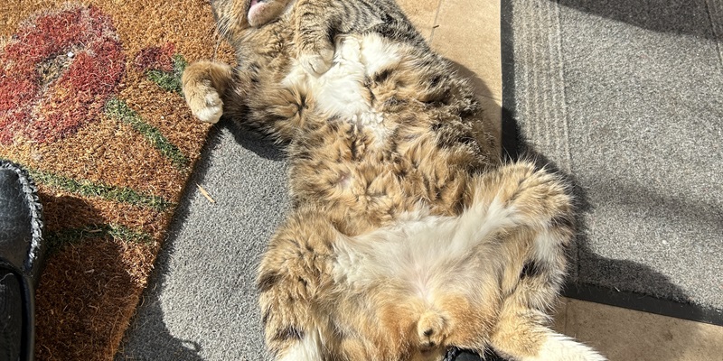 Post 317: It’s only the current bun to cheer us up.