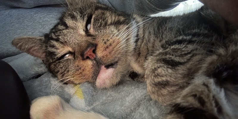 Post 323: Hard graft in the garden and the far north.