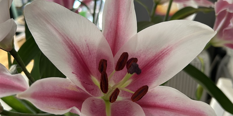 Post 330: The Forum Sometimes Saves the Day.