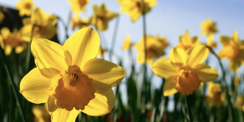 Post 359: My dreamy head.