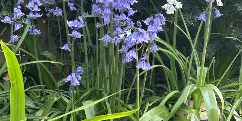 Post 370: Chocolate poisoning from Easter gifts.