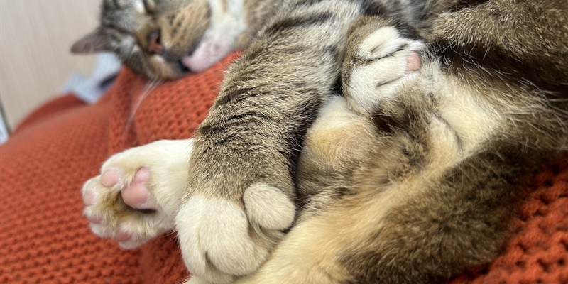 Post 377: I do want to get out of bed, but not today.