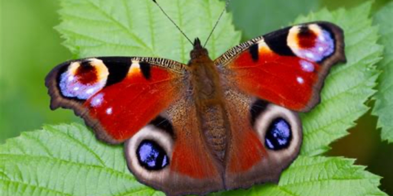 Post 201: Green Leaves.