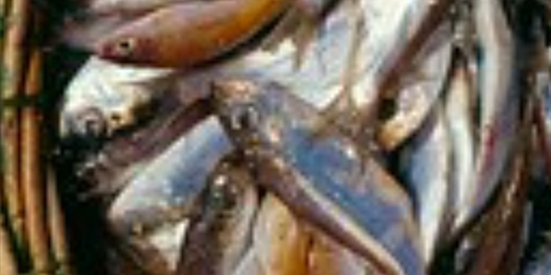 Post 462: Fresh Fish Friday.
