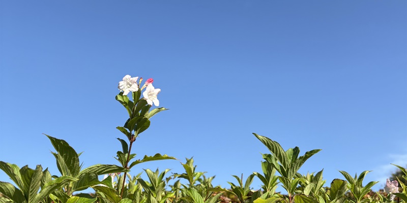 Capturing the garden through the changing seasons: a therapeutic parallel to counting down the chemo schedule