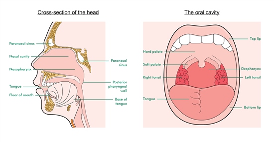 The illustration on the left shows a cross-section of the head, with the sinuses, nasal cavity, nasopharynx, floor of mouth and tongue labelled. The illustration on the right shows the inside of the mouth, with the lips, hard palate, soft palate, oropharynx, tonsils and tongue labelled.