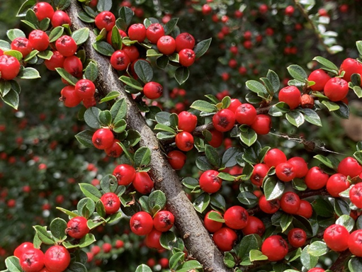 Bright red berries on a green bush