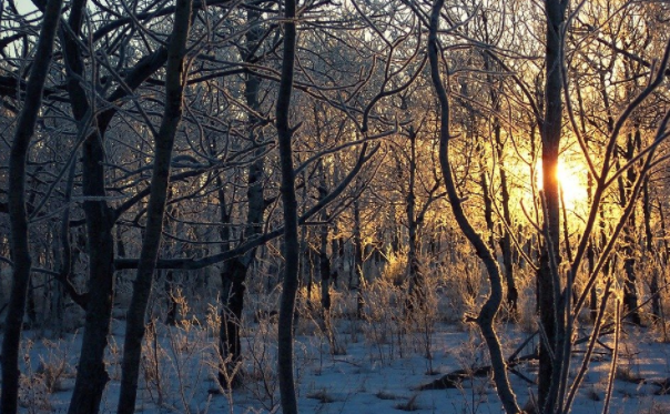 Photograph of trees covered in frost with the sun coming through the branches