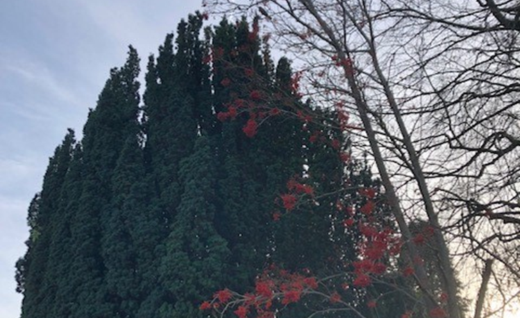 A blue sky with trees in front of it. 