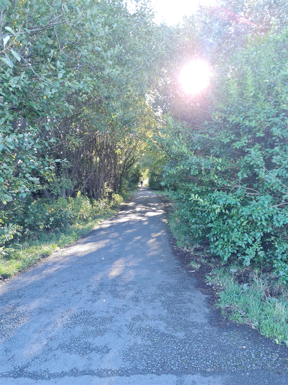 A photograph of a sunny tree lined footpath with a figure in the distance