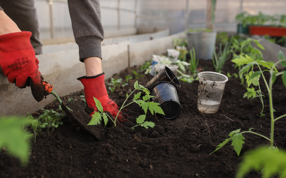 Photograph of a pair of hands wearing red gardening gloves planting seedlings into the soil.