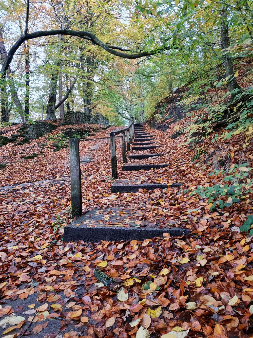 A photograph of a woodland path with steps covered in autumn leaves